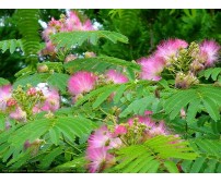 Albizia julibrissin (Arborele de mătase)